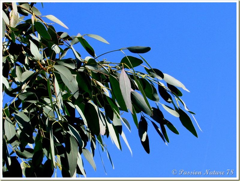 Mon jardin sous un autre angle (17) 