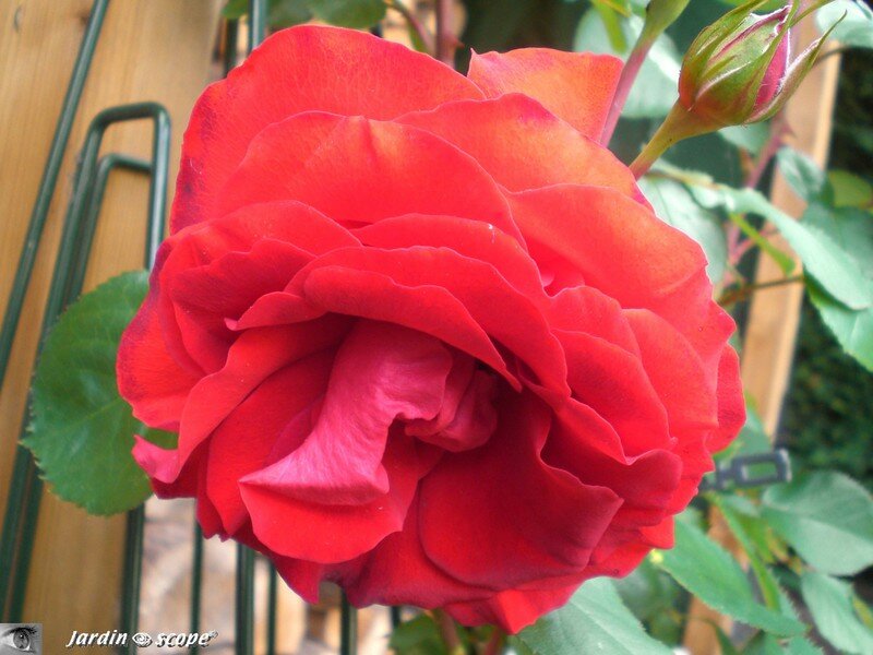 Rosier grimpant remontant 'Liliana'