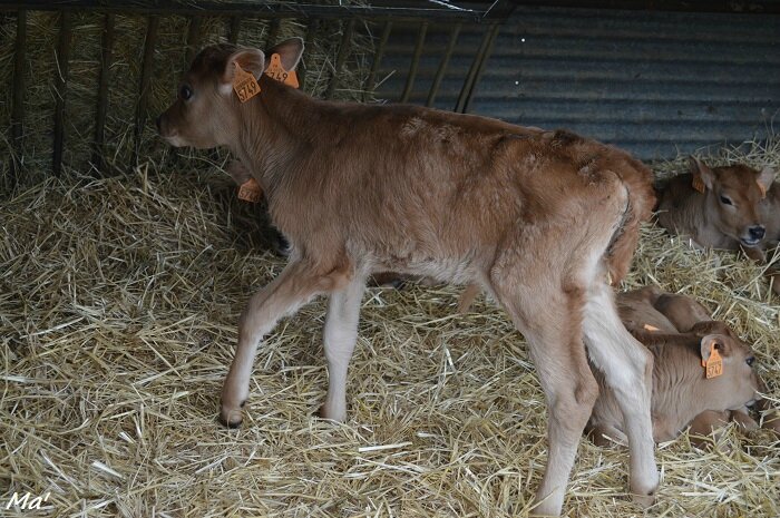 160423_ferme_combes_2