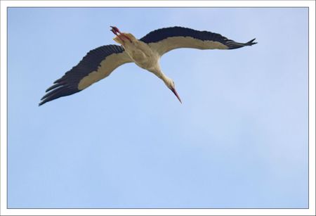 MS lulu cigogne dessous 4 180312