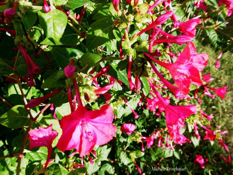 Fleurs et fruits de Léon 270818