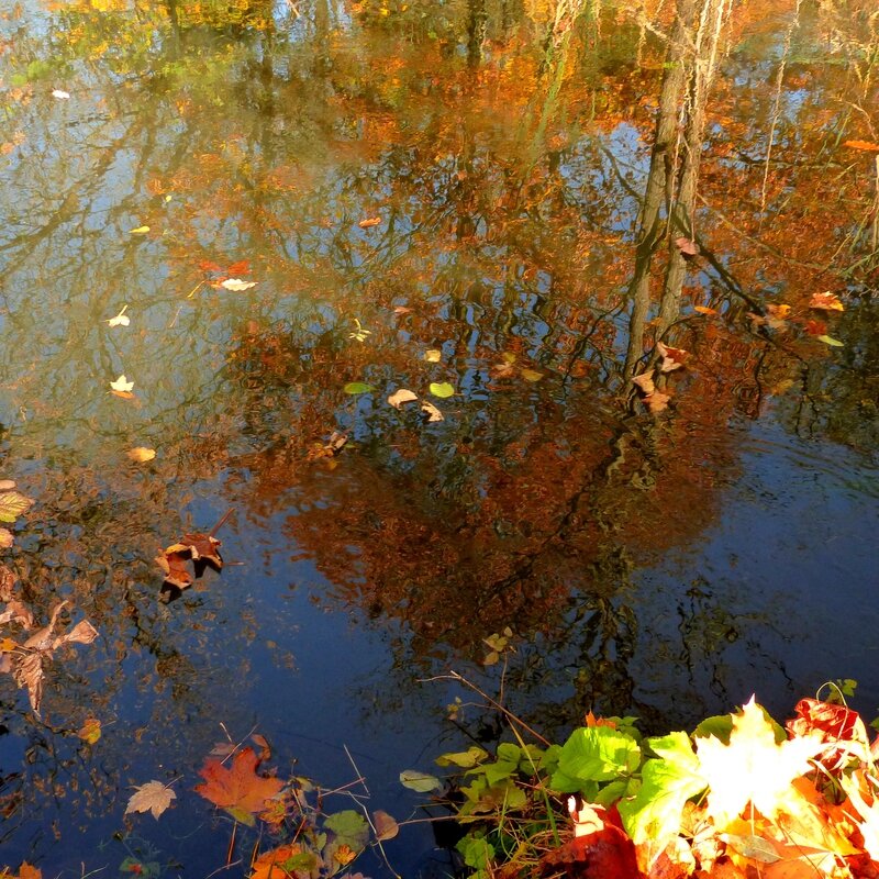 aaa foret de saint mard un dimanche matin-005