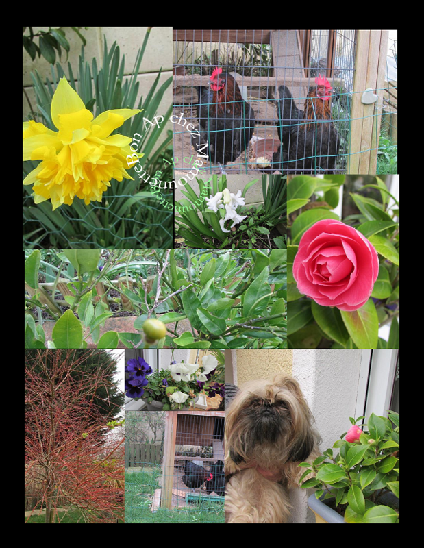 Fleurs du jardin printemps 2015