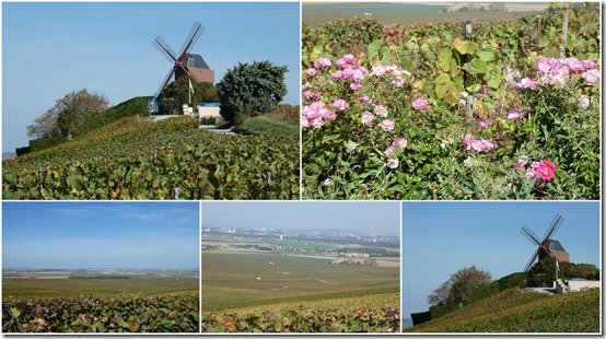 vignes octobre 20235