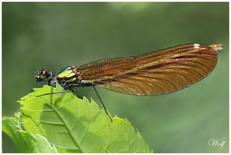 calopteryx-virgo23-06
