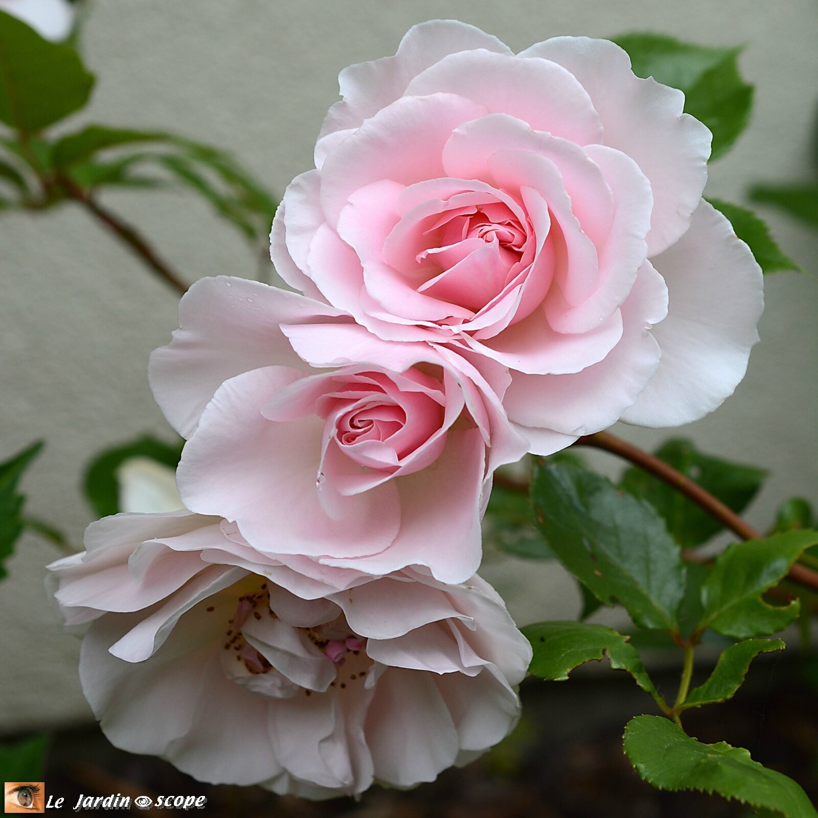 Rosier 'Jardin de Granville'