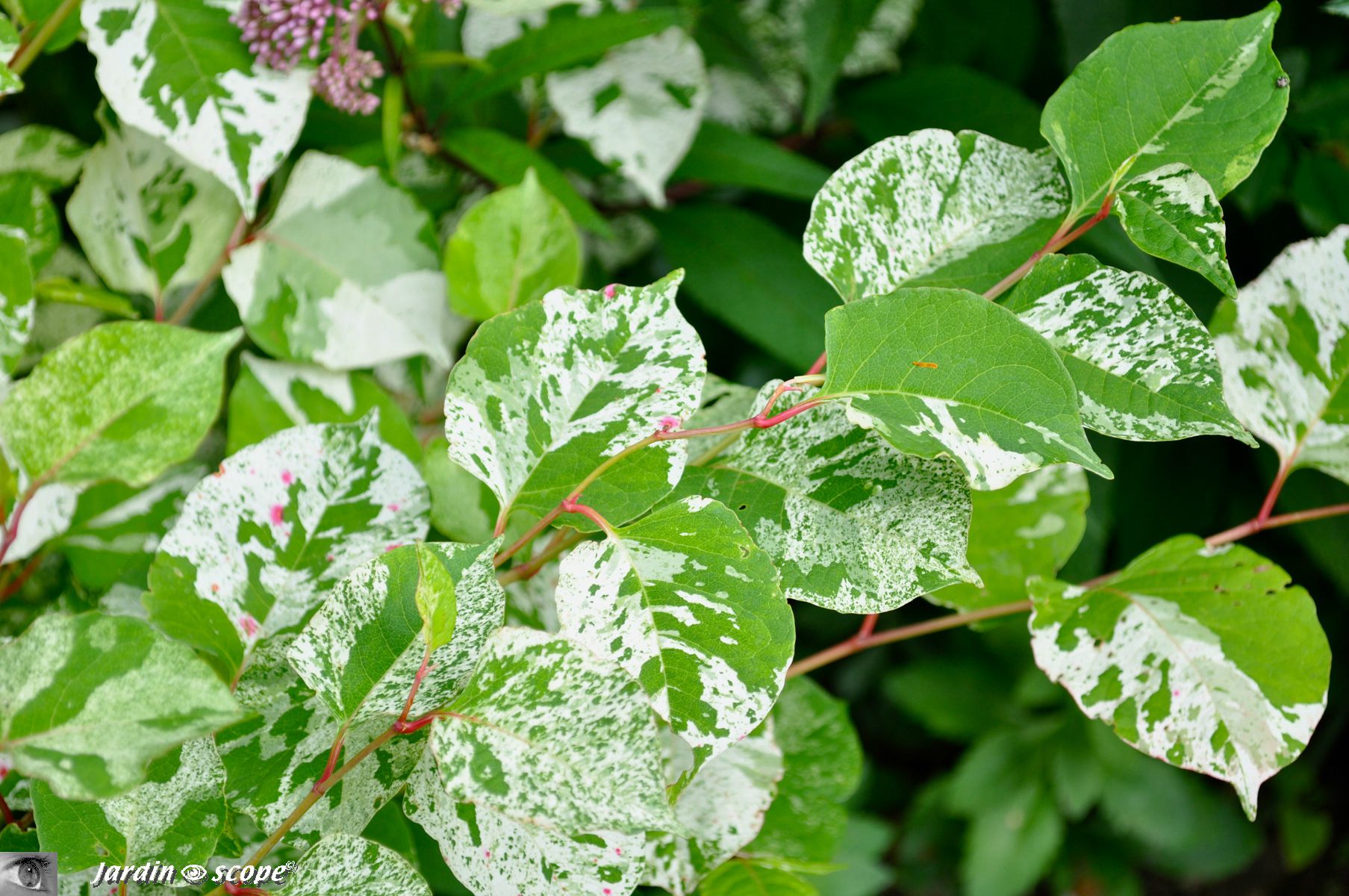 Fallopia japonica compacta variegata