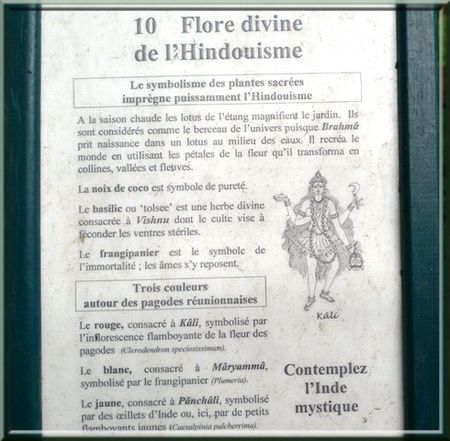 FLORE_DIVINE_DE_L_HINDOUISME