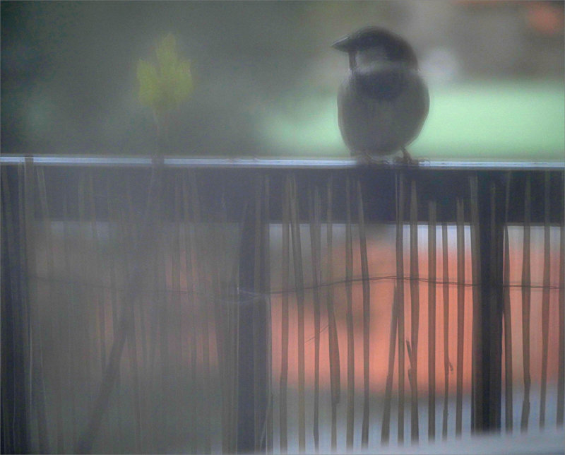 rideau oiseaux mangeoire 042023 ym 1