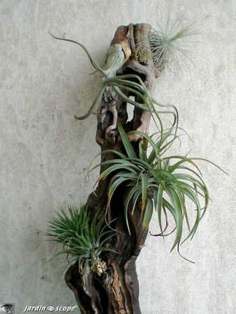 Tillandsia ionantha - T. caliginosa - T. aeranthos