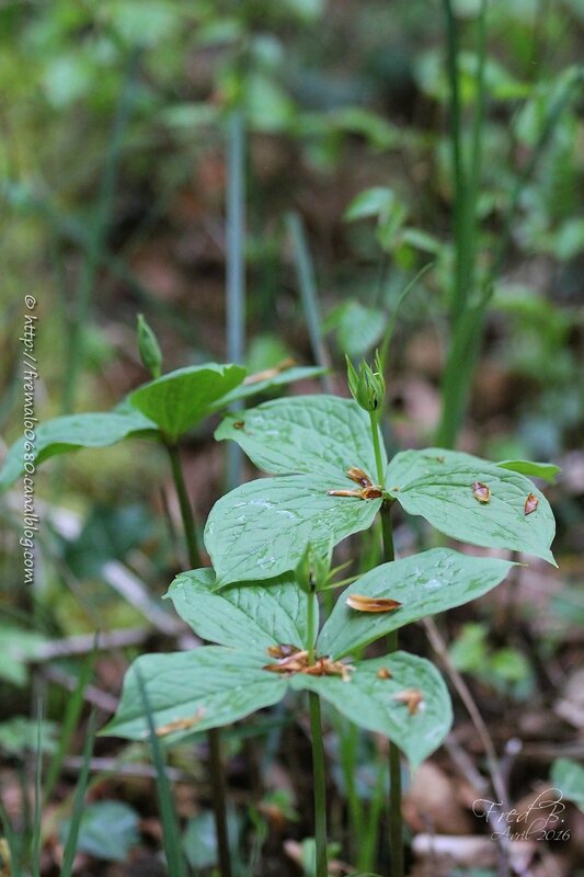 Paris quadrifolia