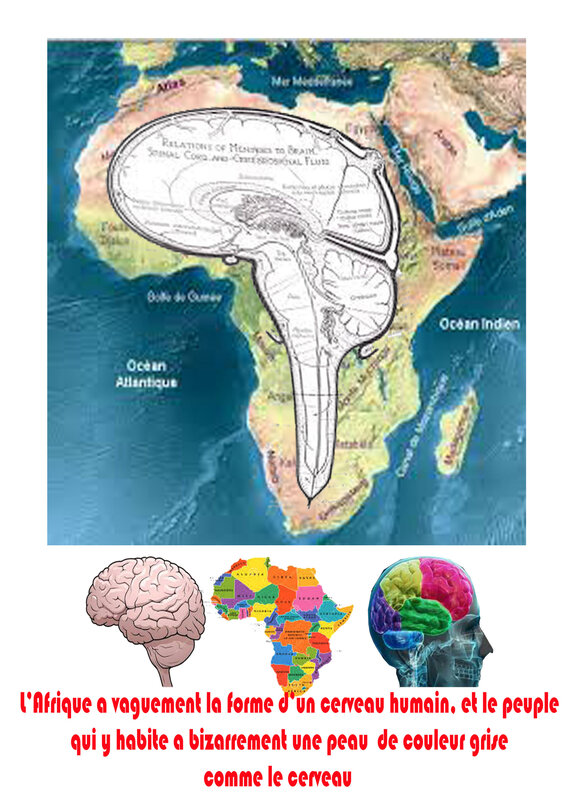 docta bula bula cerveau