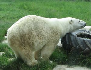 2__Bisitek__la_femelle_Cochrane__habitat_de_l_ours_polaire_002