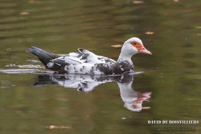 Canard de Barbarie