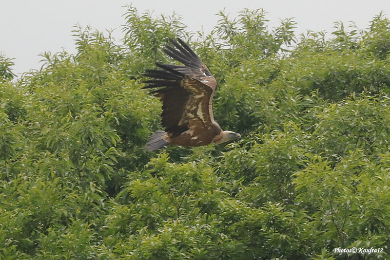 Koufra12 2022-06-08_0263
