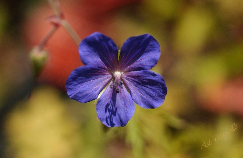 bleu sous prunier