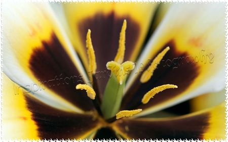 Coeur_de_Tulipes__2_wtmk