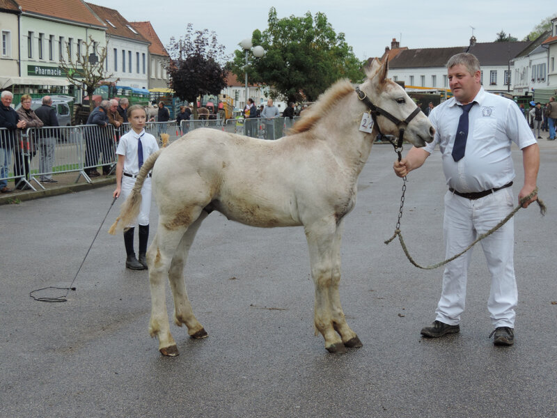 Jaloux 6 - 13 Octobre 2019 - Concours de Poulains - Hucqueliers (62) - 5e (Boulonnais nés entre le 15 Juin et le 17 Juillet 2019)