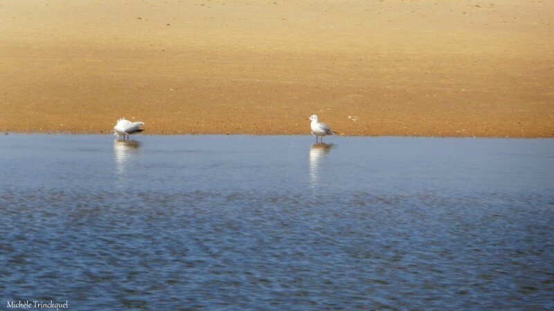 Moliets Plage et Etang 280916