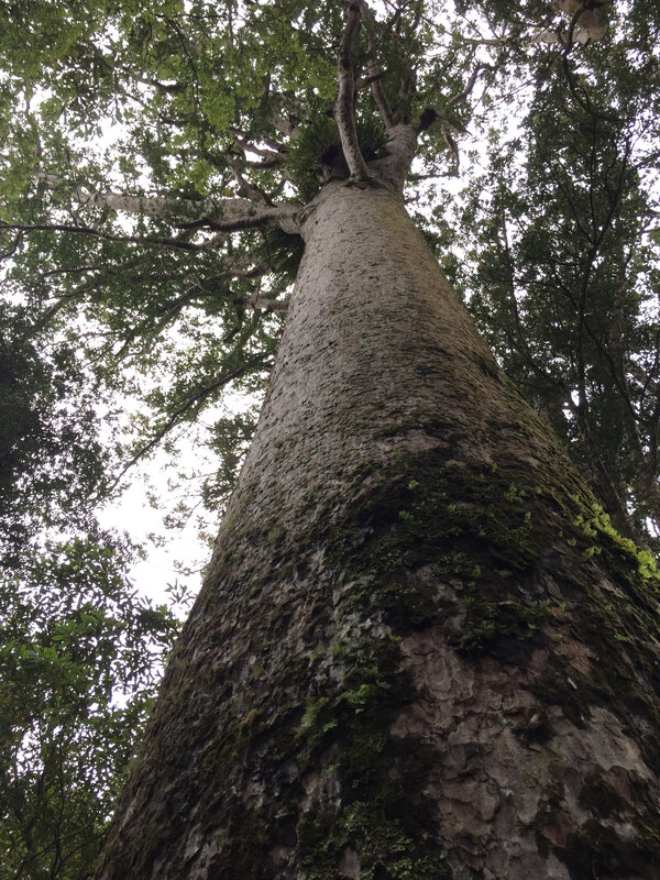 Kauri_tree