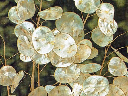 Monnaie du Pape • Lunaria biennis