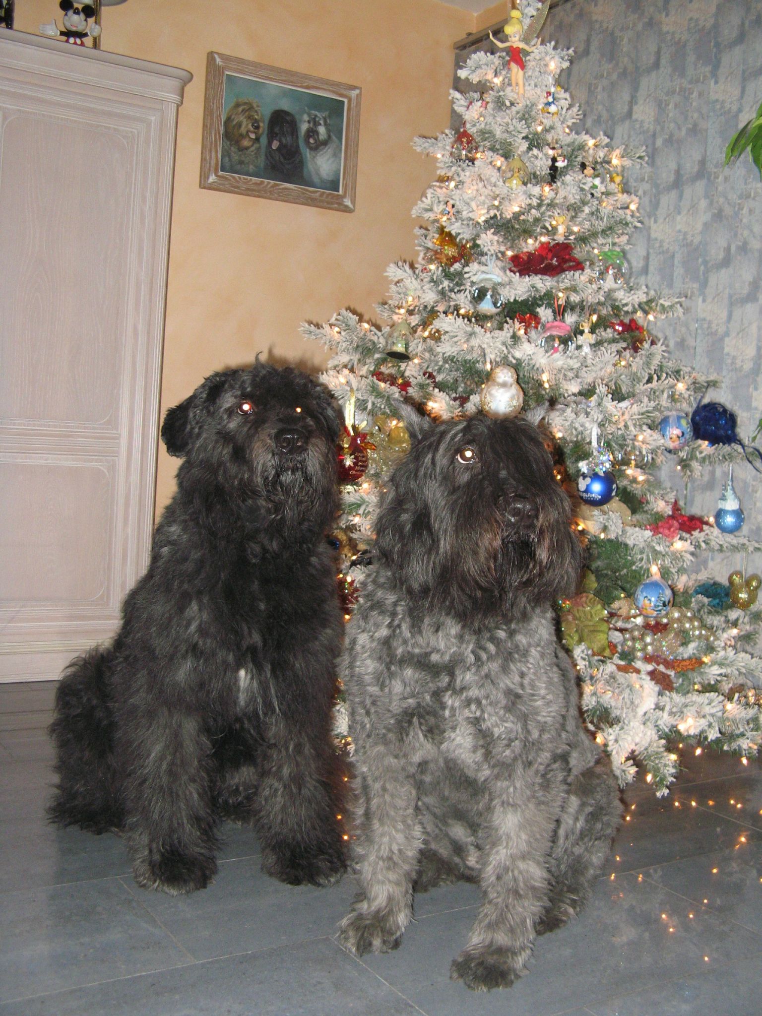 NOEL 2012 -GUCCI DE LA DULLAGUE à G en BELGIQUE