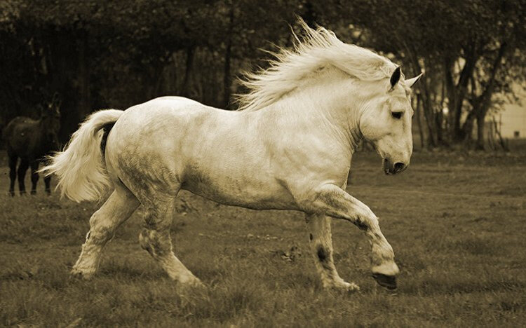 Cheval Percheron 2