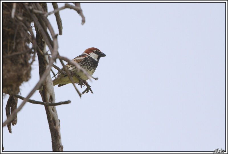 Moineau espagnol (Passer hispaniolensis)