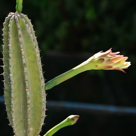 20121009_150905_cactus