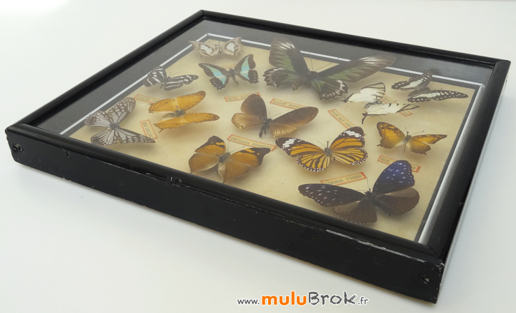 Cadre-PAPILLONS-NATURALISES-4-muluBrok-Vintage