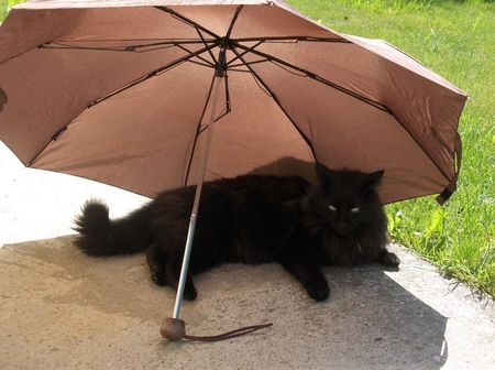 Djembe_parapluie_parasol