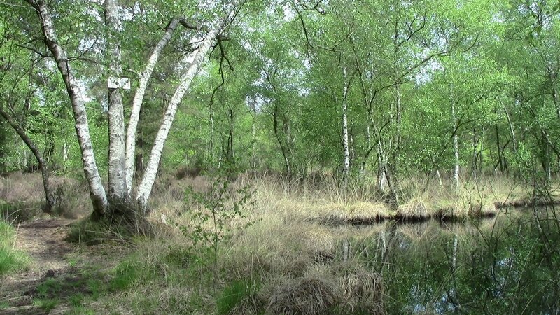 Forêt de Fontainebleau 9