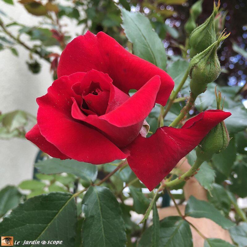 Rosier grimpant Red parfum