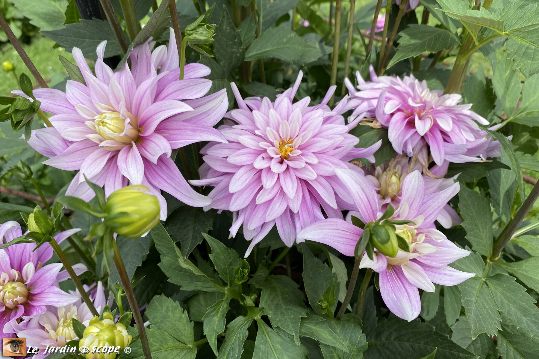 Dahlia-Jan-Vanschaffelar