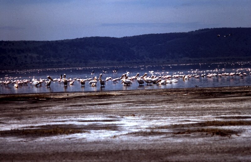 nakuru flamand o