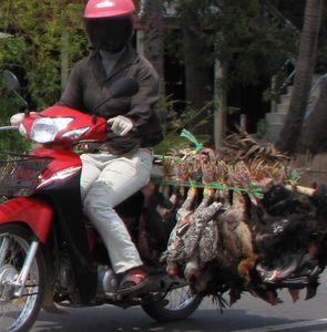 transport_de_poulets