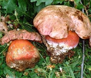 Boletus_20legaliae