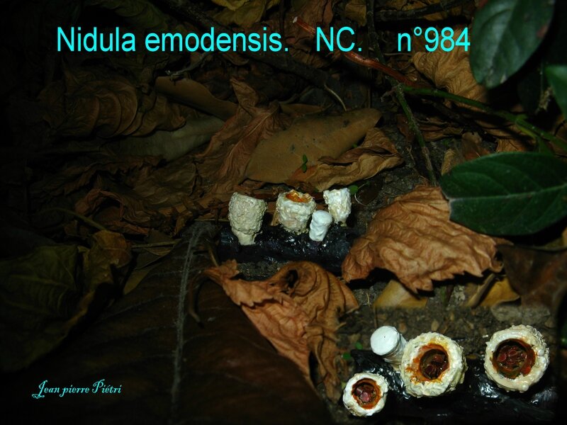Nidula emodensis n°984