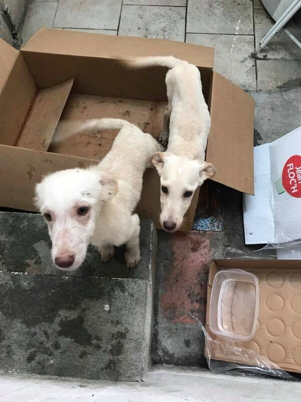 2 chiots dans un carton