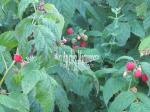 gâteau aux framboises et rhubarbe du jardin 001