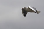 Mouette_rieuse__0426