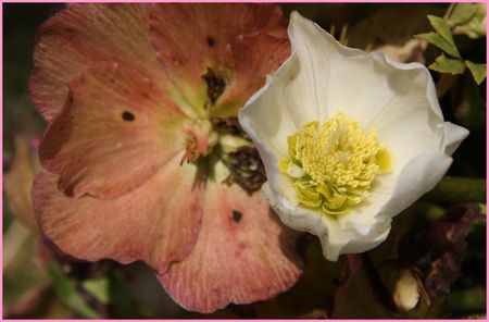 hellebore