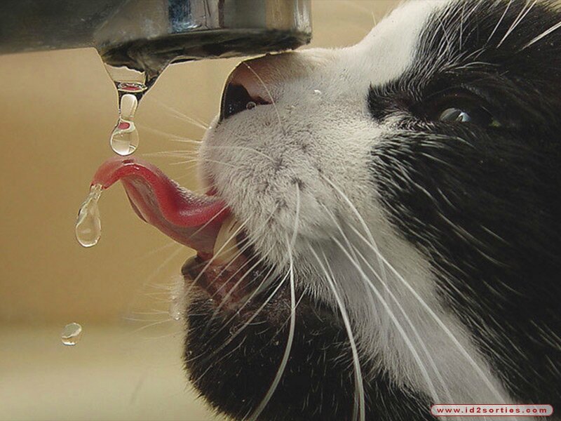 chat qui boit