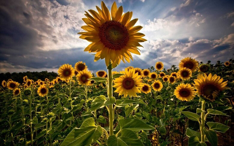 Tournesol 2