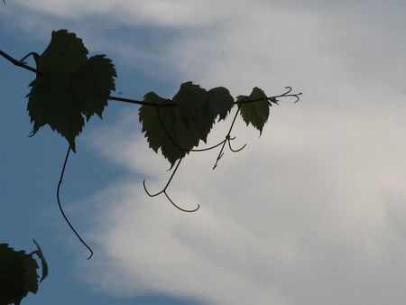 2_Vigne_de_Vezelay