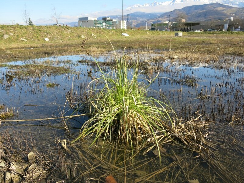 plantes aquatiques 01