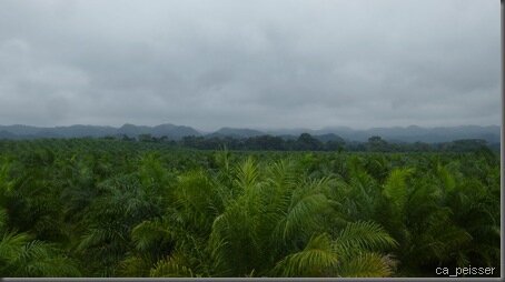 les plantations de palmiers gagnent sur la forêt