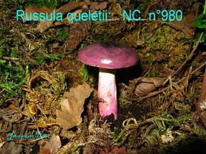 Russula queletii n°980