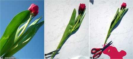 Les_fleurs_souffrent_elles