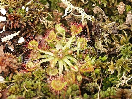 800px_Drosera_rotundifolia_130405